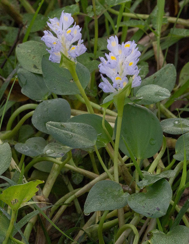 Pontederia subovata photo 5