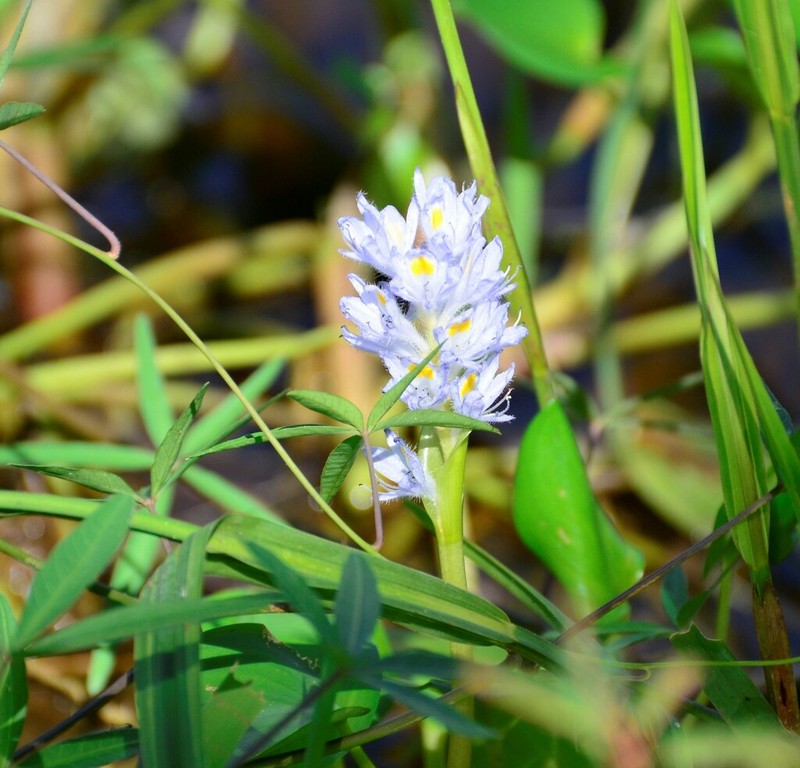 Pontederia subovata photo 6