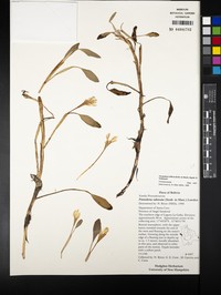 Pontederia triflora
