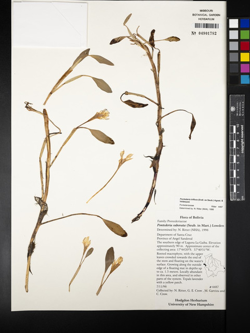 Pontederia triflora