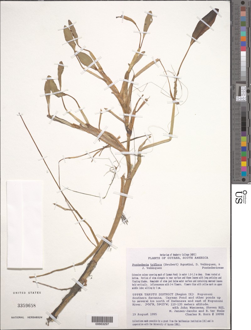 Pontederia triflora photo 2