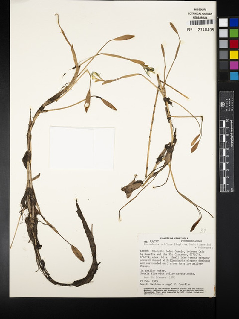 Pontederia triflora photo 3