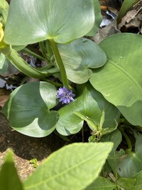 Heartshape False Pickerelweed