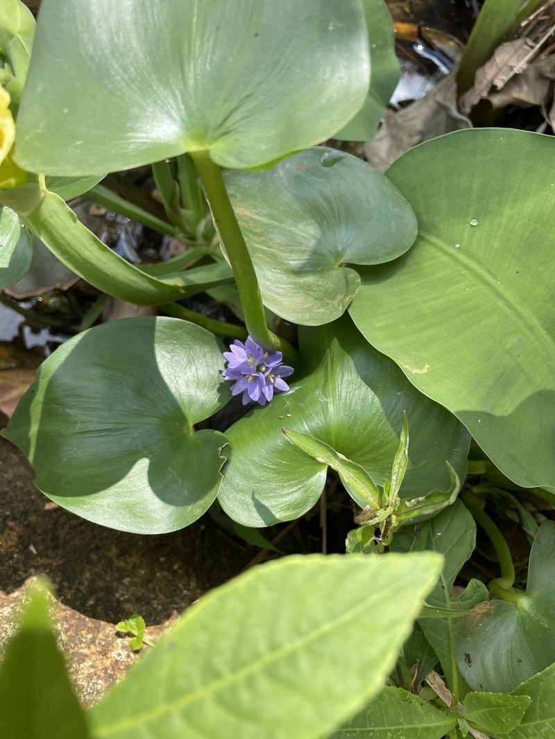 Heartshape False Pickerelweed
