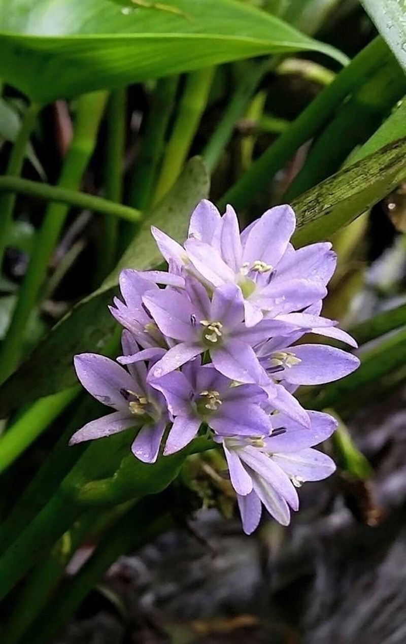 Heartshape False Pickerelweed photo 2
