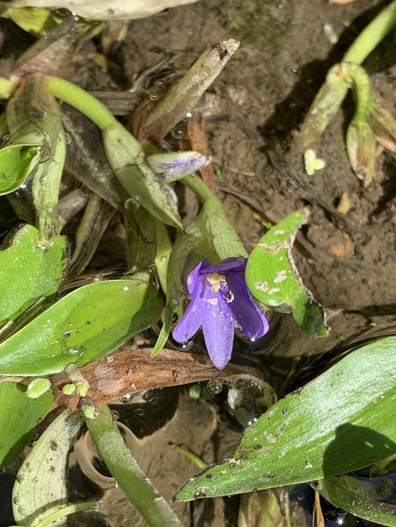 Heartshape False Pickerelweed photo 3