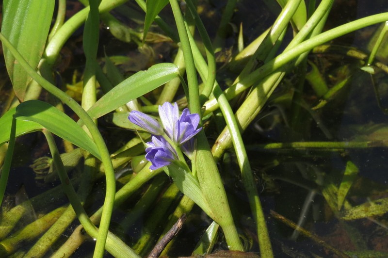 Heartshape False Pickerelweed photo 4