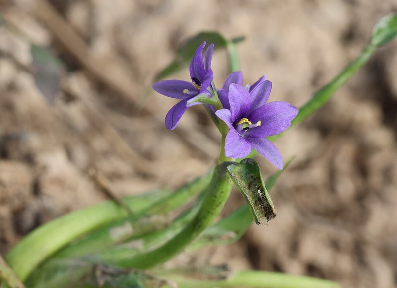 Heartshape False Pickerelweed photo 5