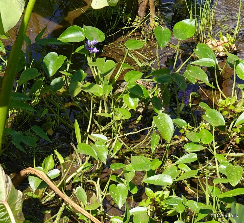 Heartshape False Pickerelweed photo 6