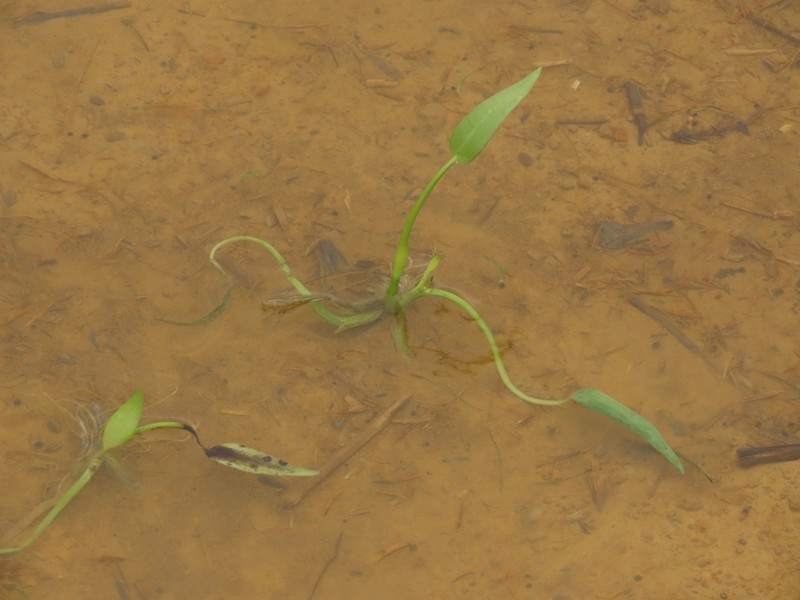 Heartshape False Pickerelweed photo 8