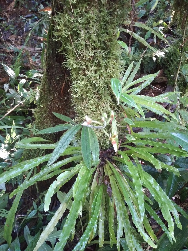 Ponthieva boliviensis photo 2