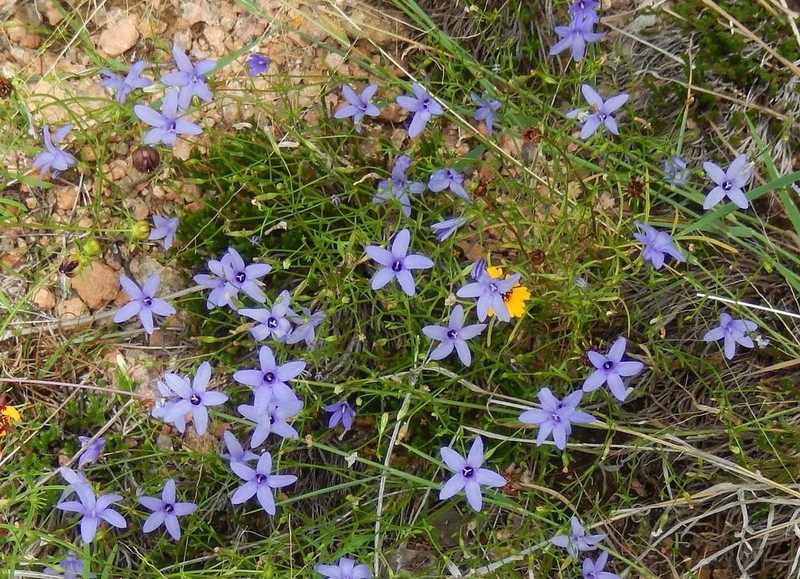 Basin Bellflower