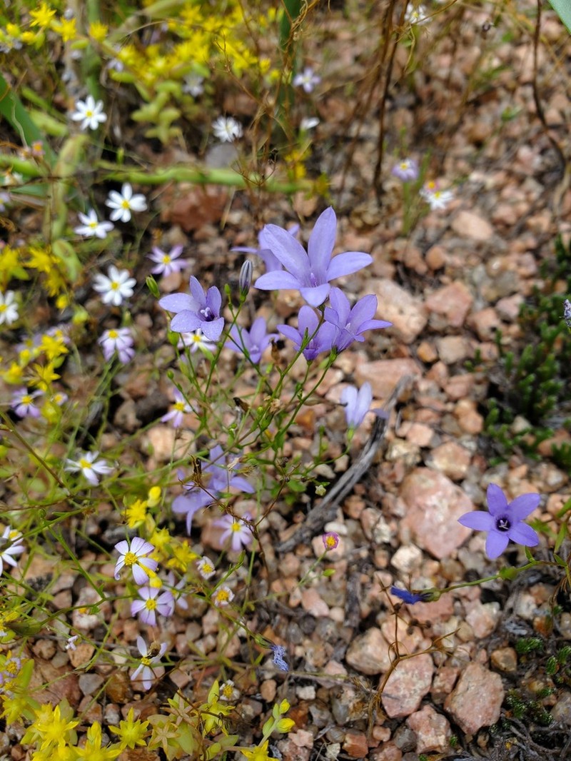 Basin Bellflower photo 2