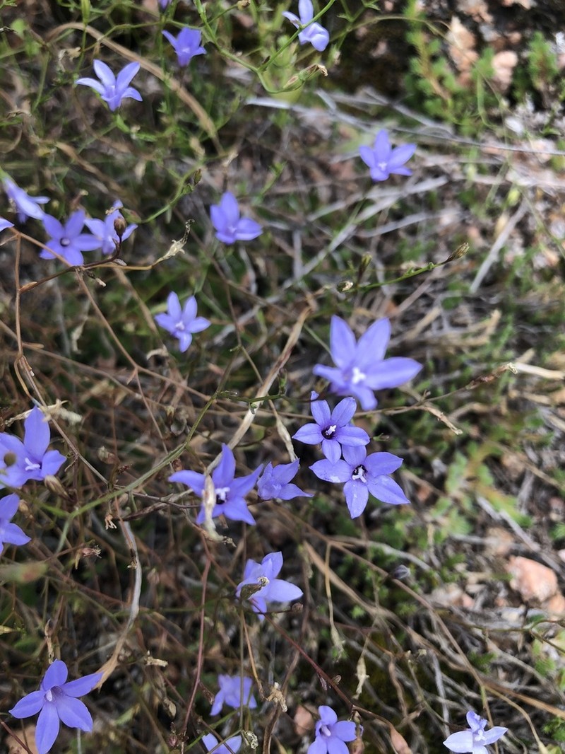 Basin Bellflower photo 3