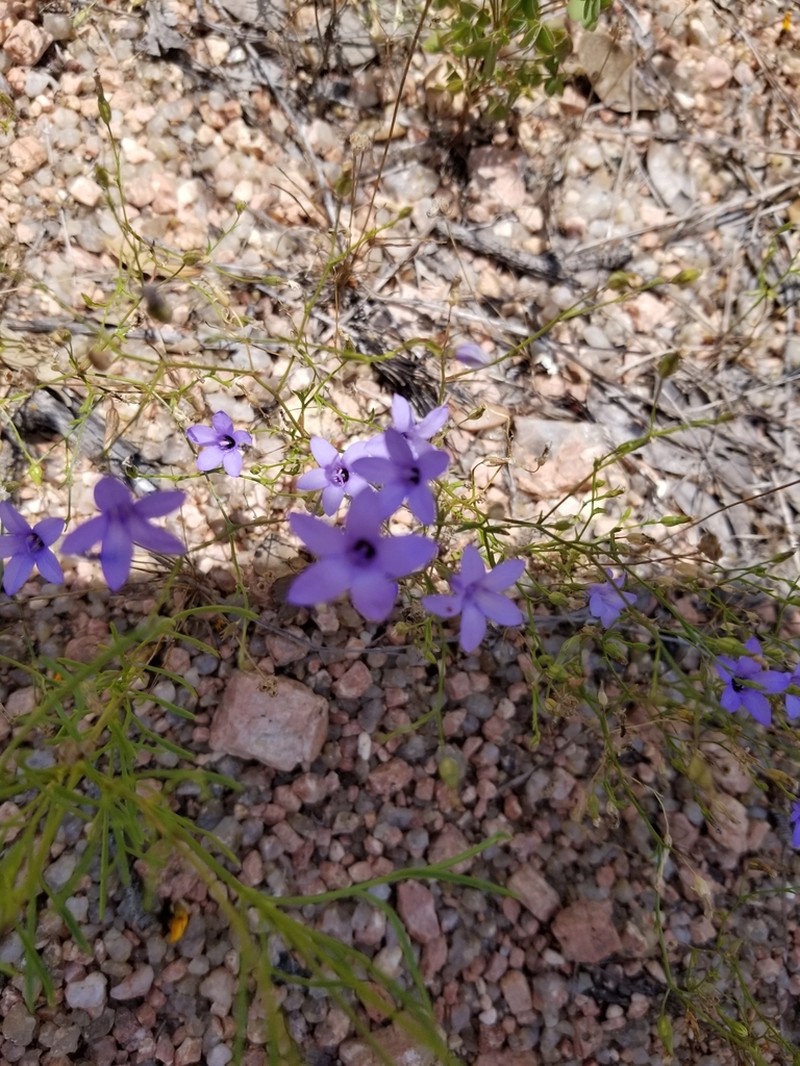 Basin Bellflower photo 4