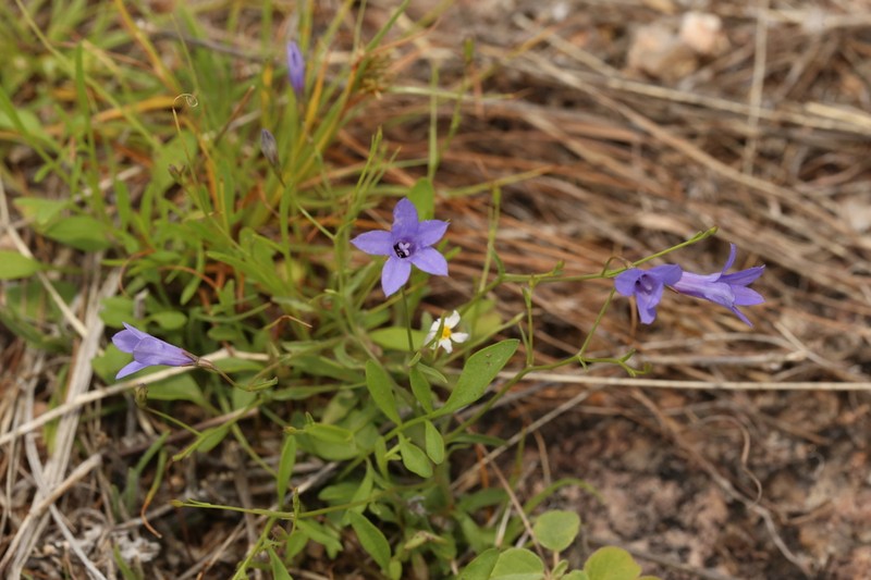 Basin Bellflower photo 5