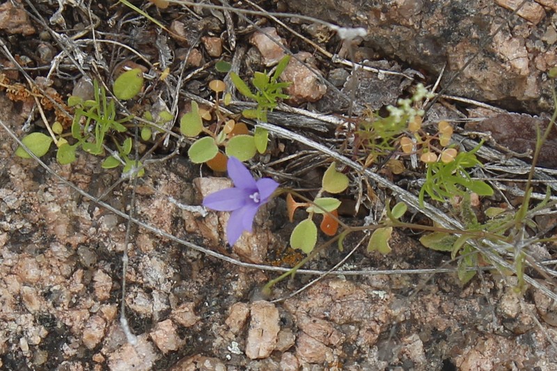 Basin Bellflower photo 6