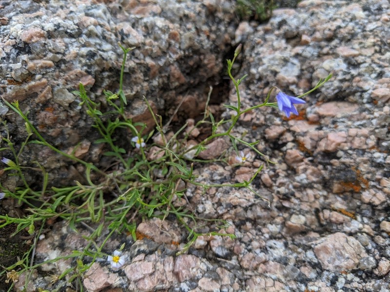 Basin Bellflower photo 7