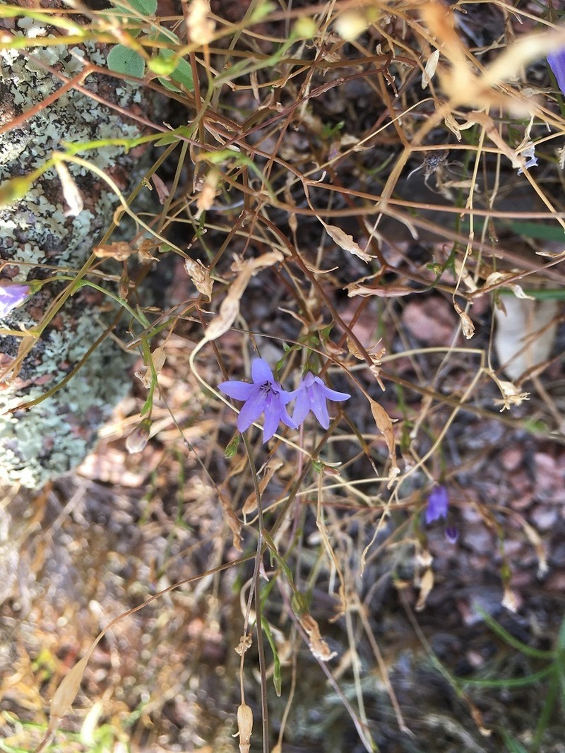 Basin Bellflower photo 8