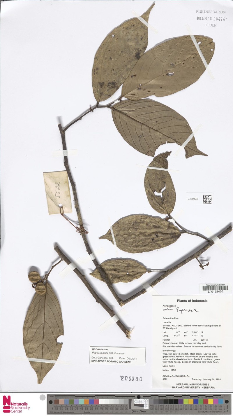 Popowia alata