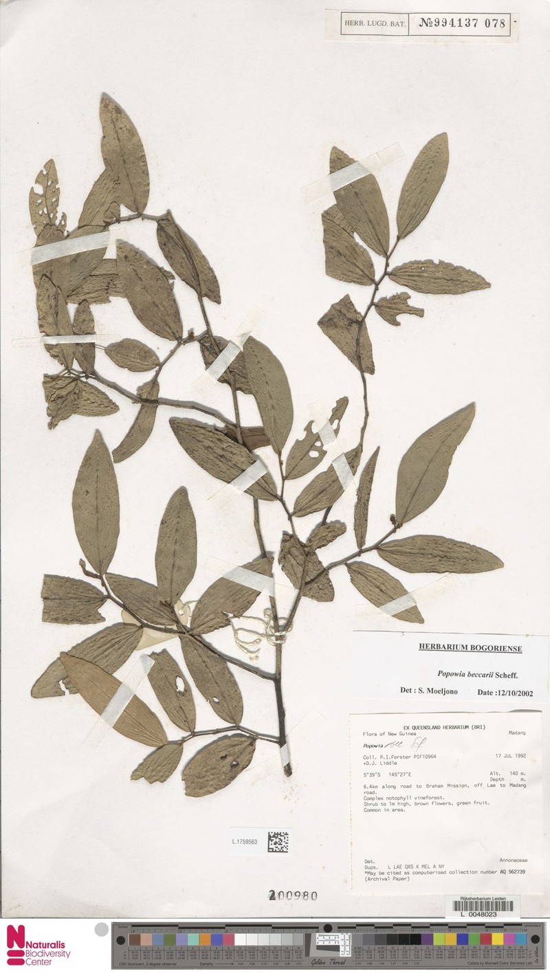 Popowia beccarii