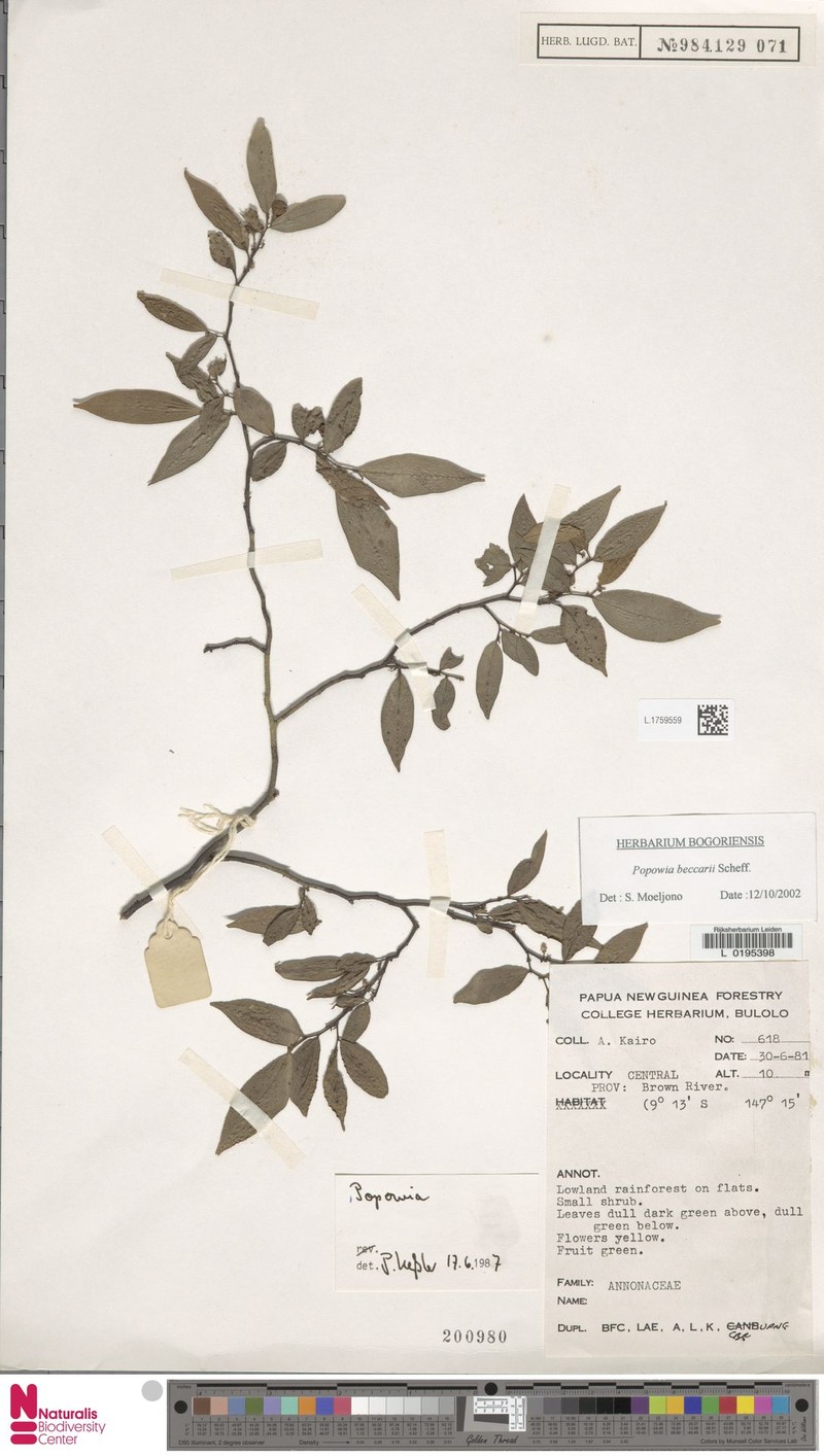 Popowia beccarii photo 2