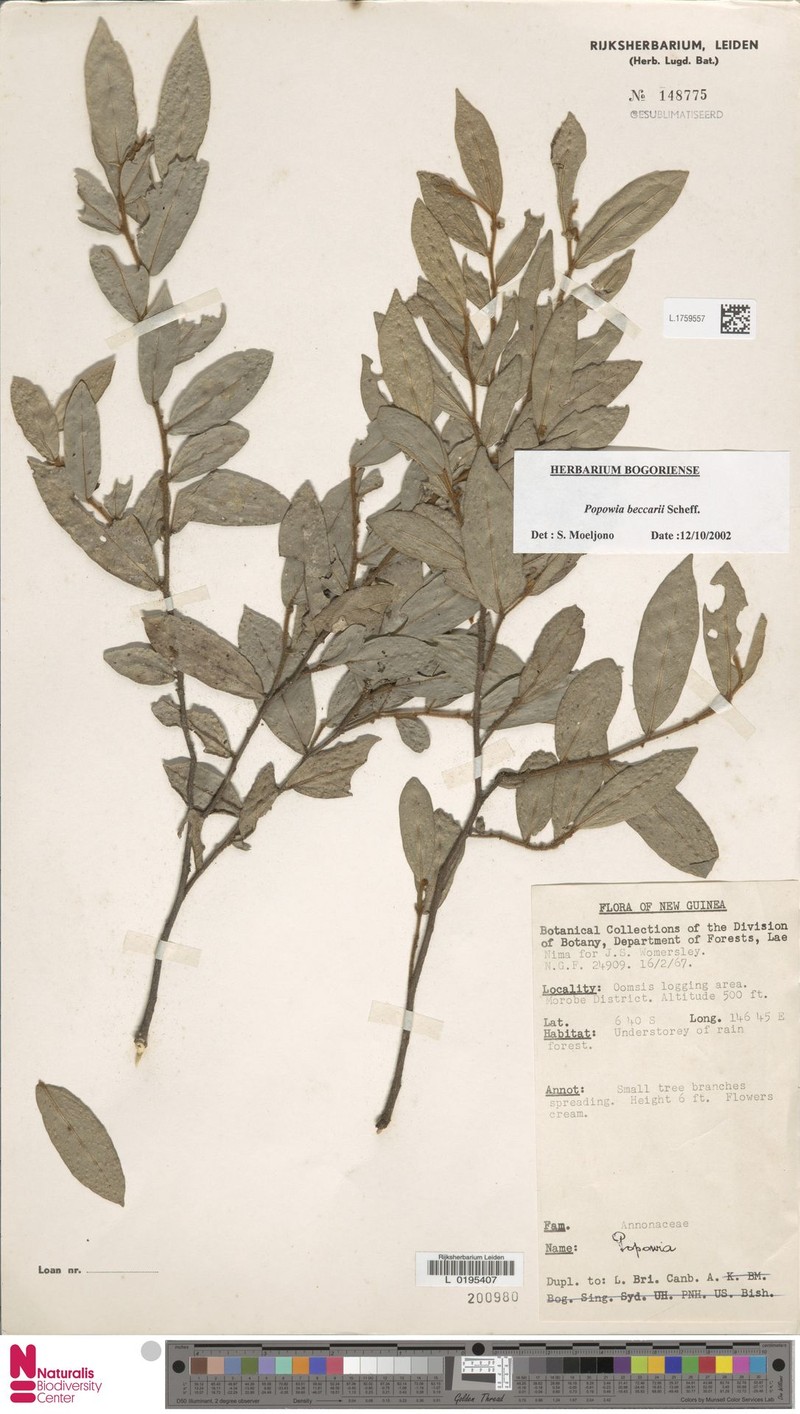 Popowia beccarii photo 3