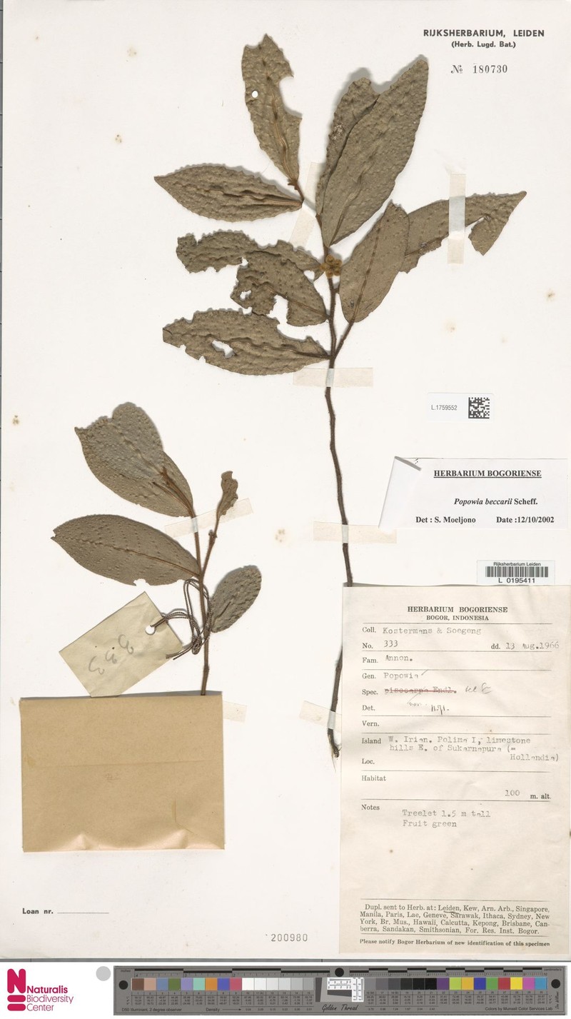 Popowia beccarii photo 4