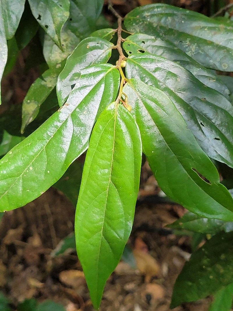 Popowia beddomeana