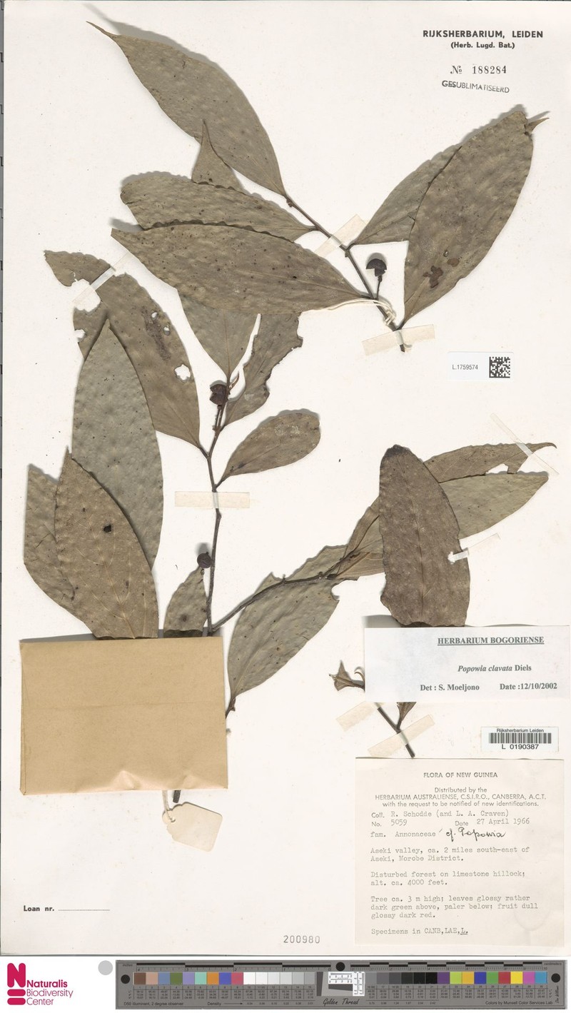 Popowia clavata