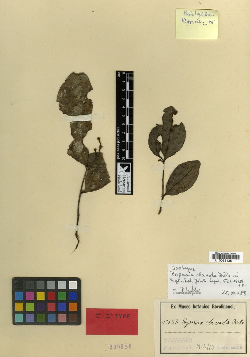 Popowia clavata photo 2