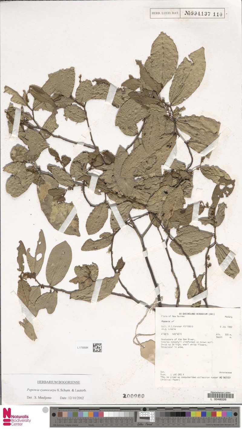 Popowia cyanocarpa
