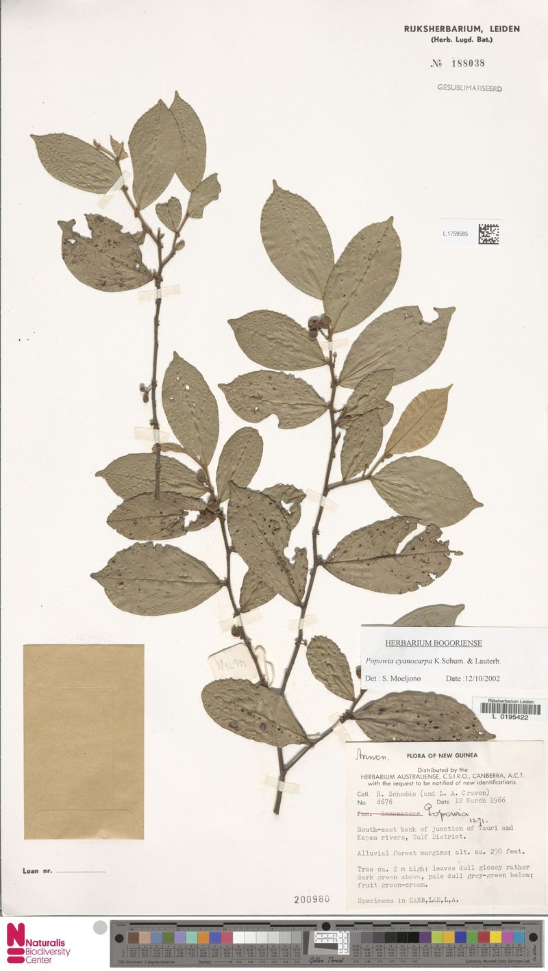 Popowia cyanocarpa photo 2