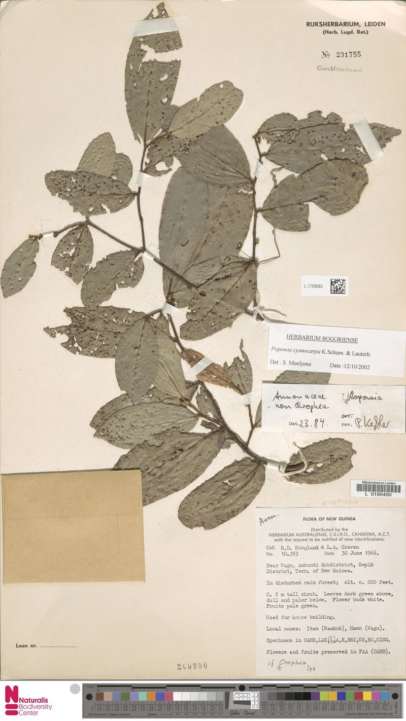 Popowia cyanocarpa photo 3