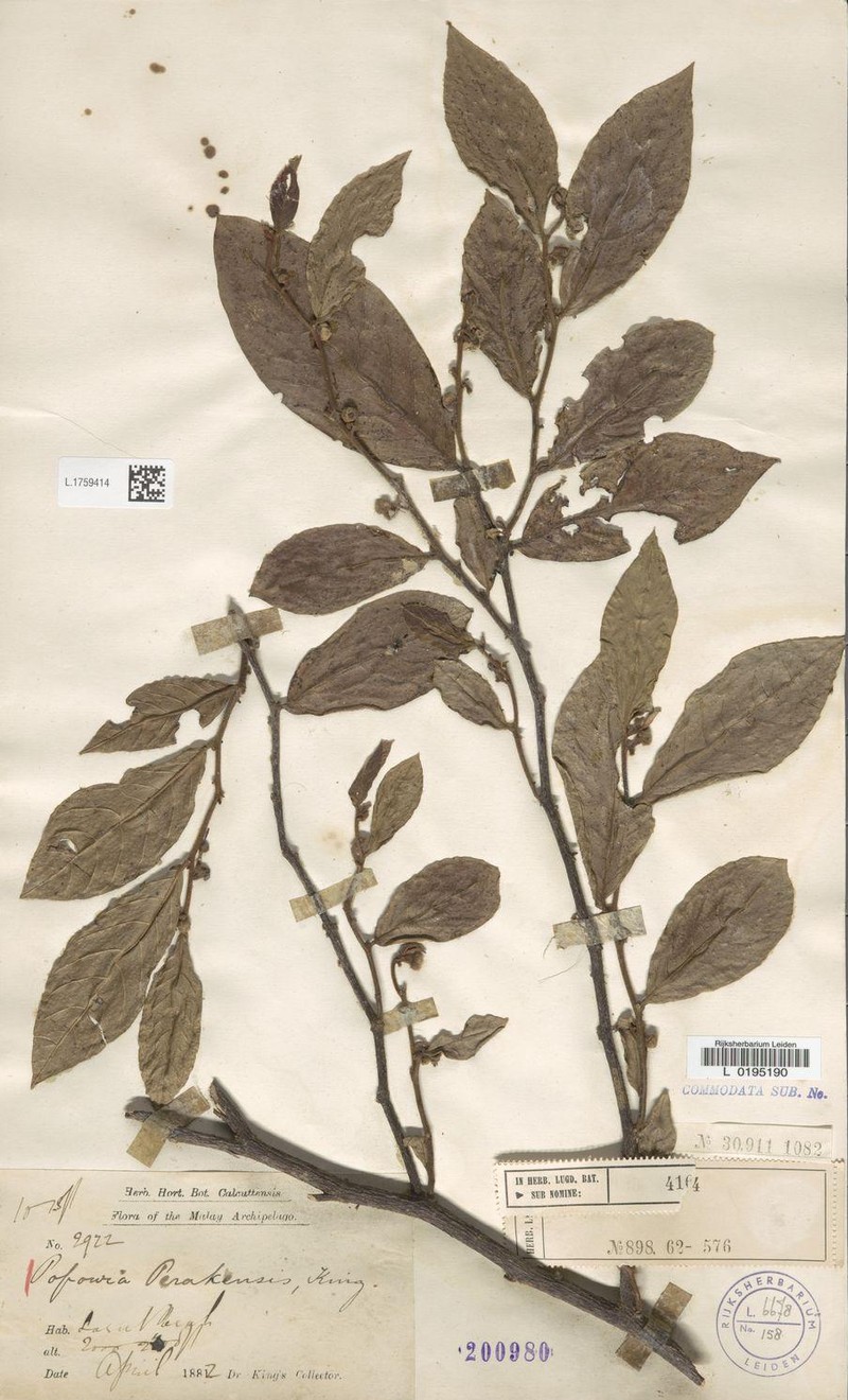 Popowia fusca