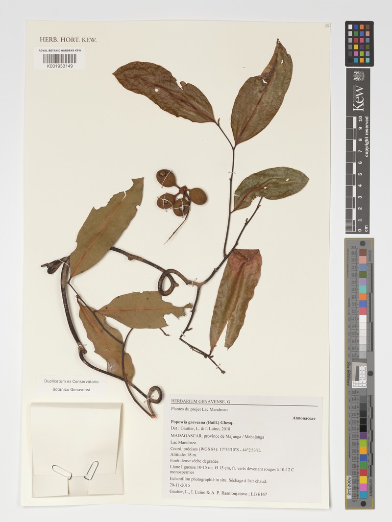 Popowia greveana