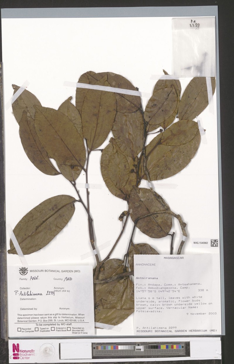 Popowia humbertii