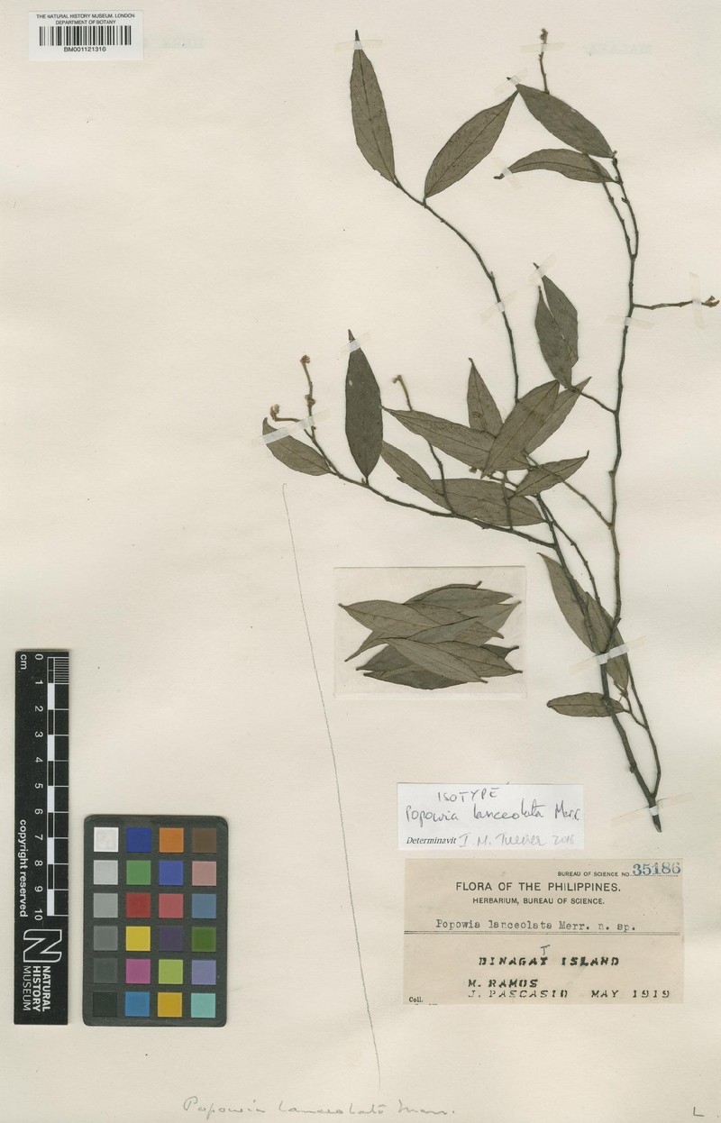 Popowia lanceolata photo 2