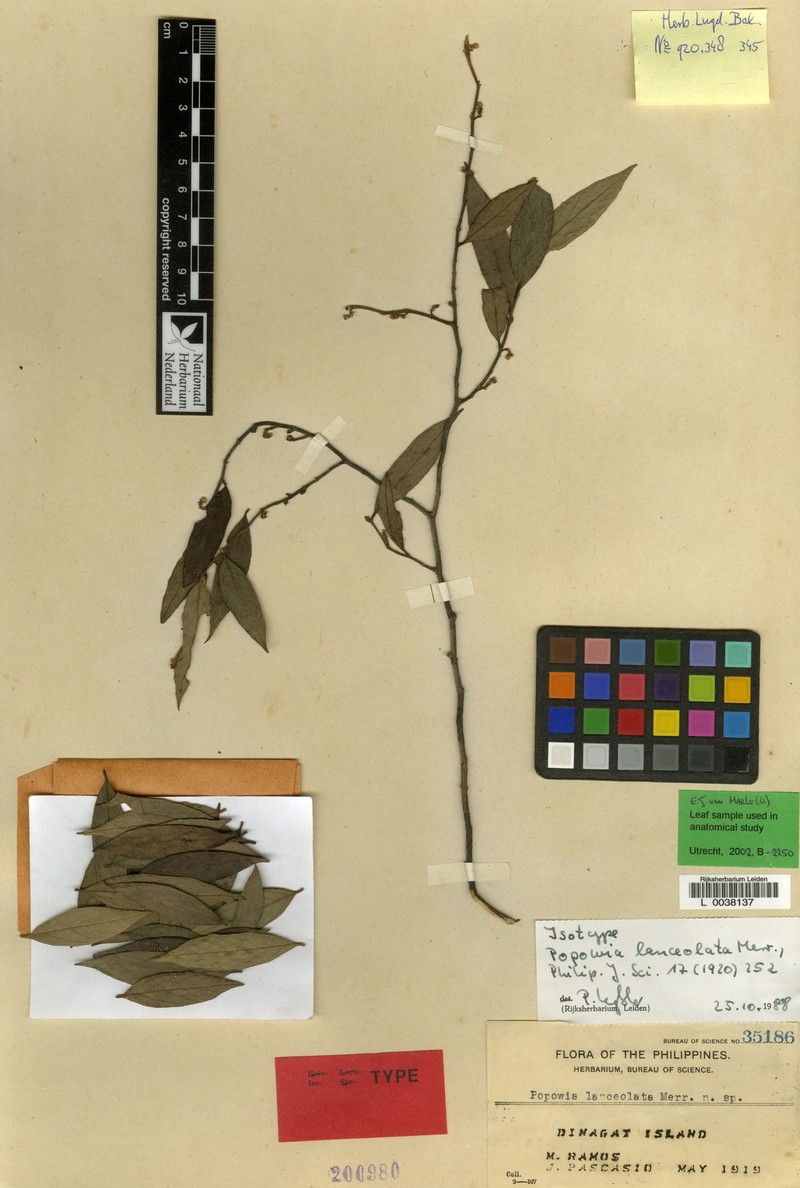 Popowia lanceolata photo 3