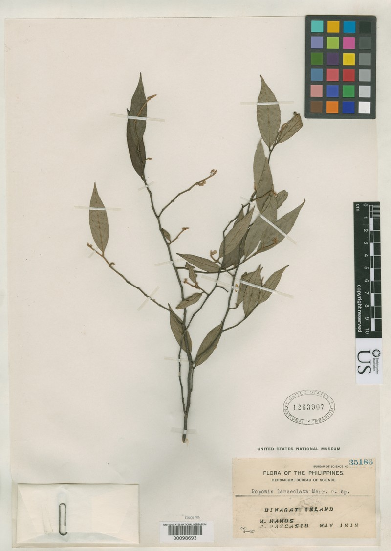 Popowia lanceolata