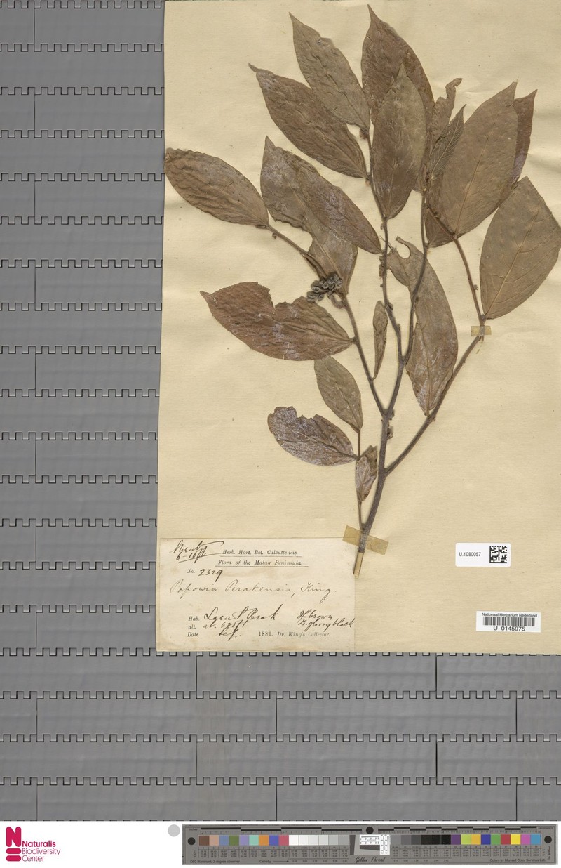 Popowia perakensis