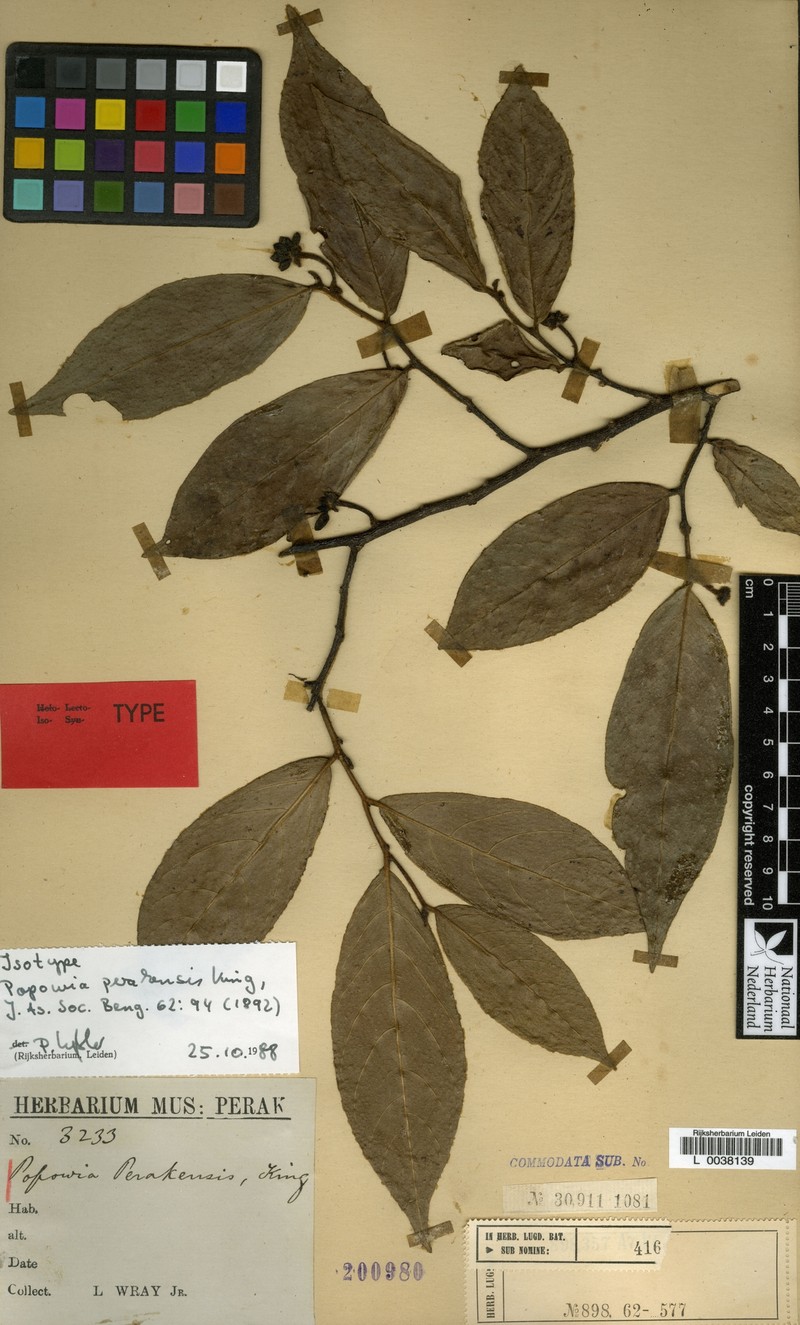 Popowia perakensis photo 2