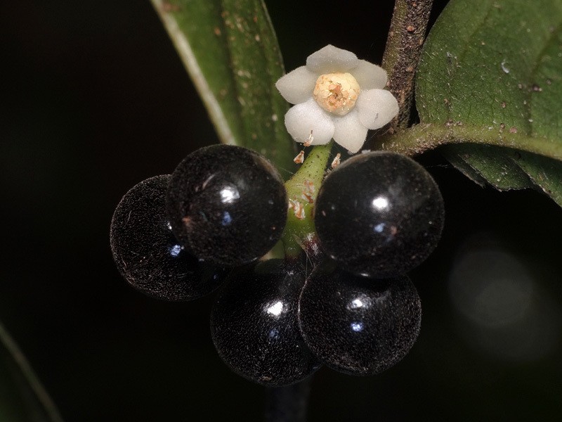 Popowia pisocarpa
