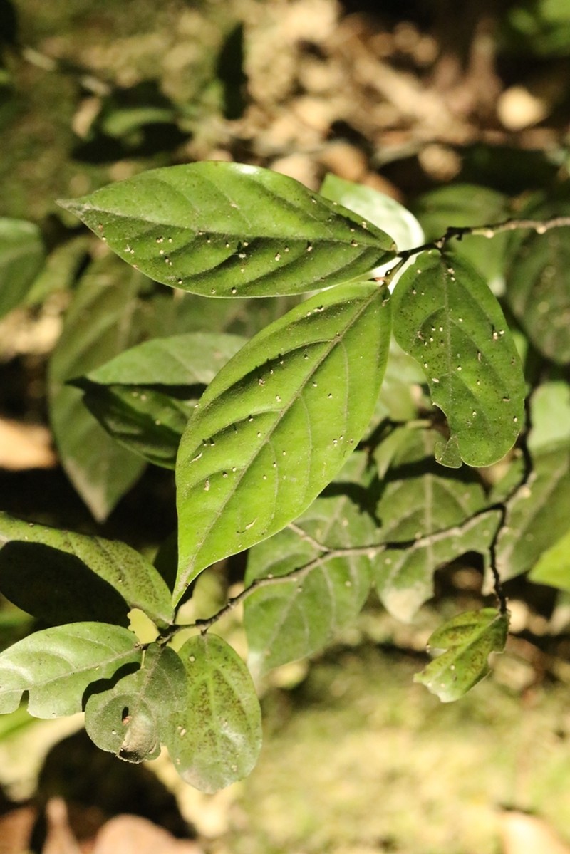 Popowia pisocarpa photo 2
