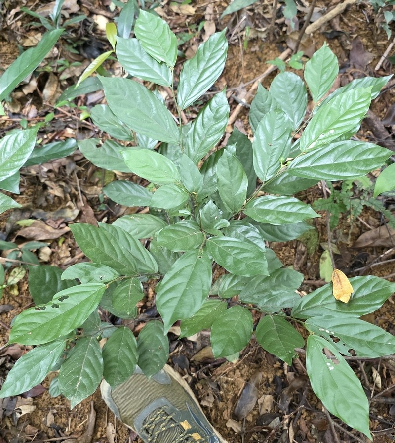 Popowia pisocarpa photo 3
