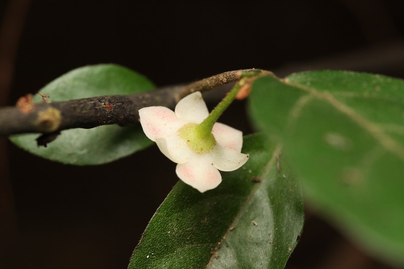 Popowia pisocarpa photo 4