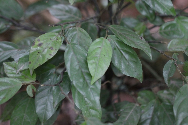 Popowia pisocarpa photo 5