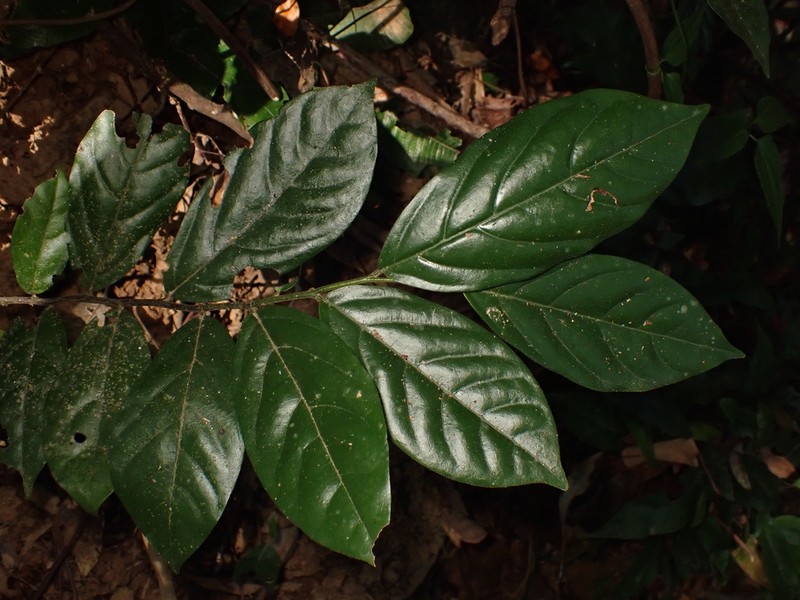 Popowia pisocarpa photo 6