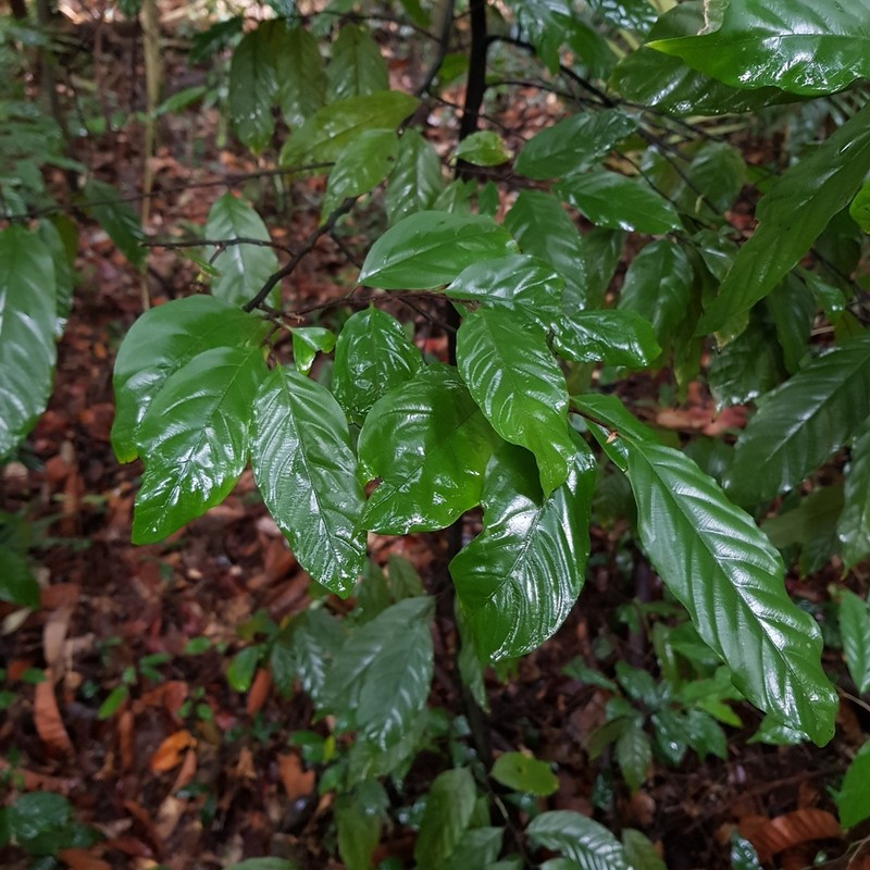 Popowia pisocarpa photo 7