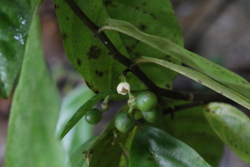 Popowia pisocarpa photo 8